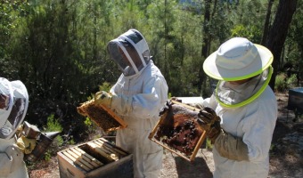 JUEVES 15 DE MAYO: COMIENZA EL CURSO DE PRODUCCIN APCOLA